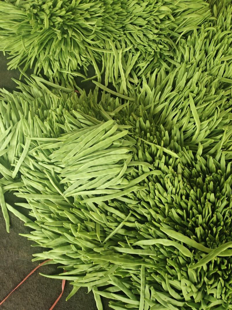 暖棚芸豆大量上市，质量好，价格便宜
