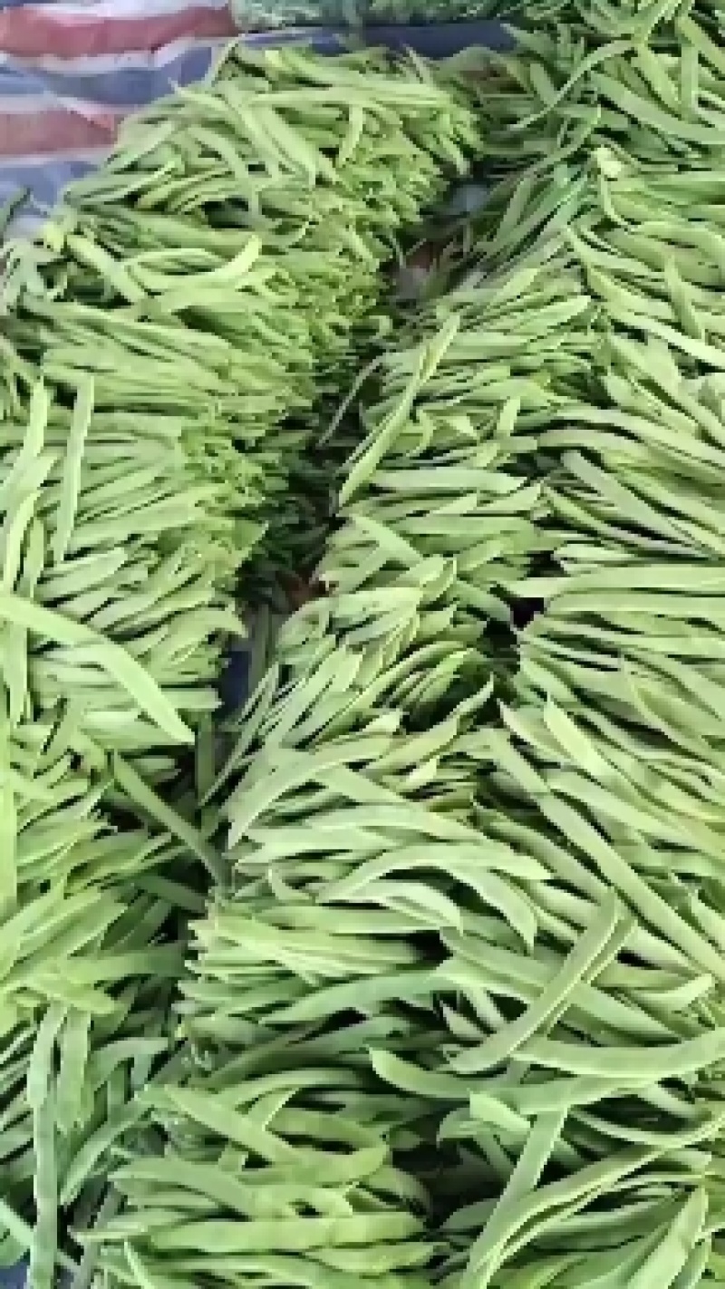 暖棚芸豆大量上市，质量好，价格便宜