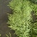 暖棚芸豆大量上市，质量好，价格便宜