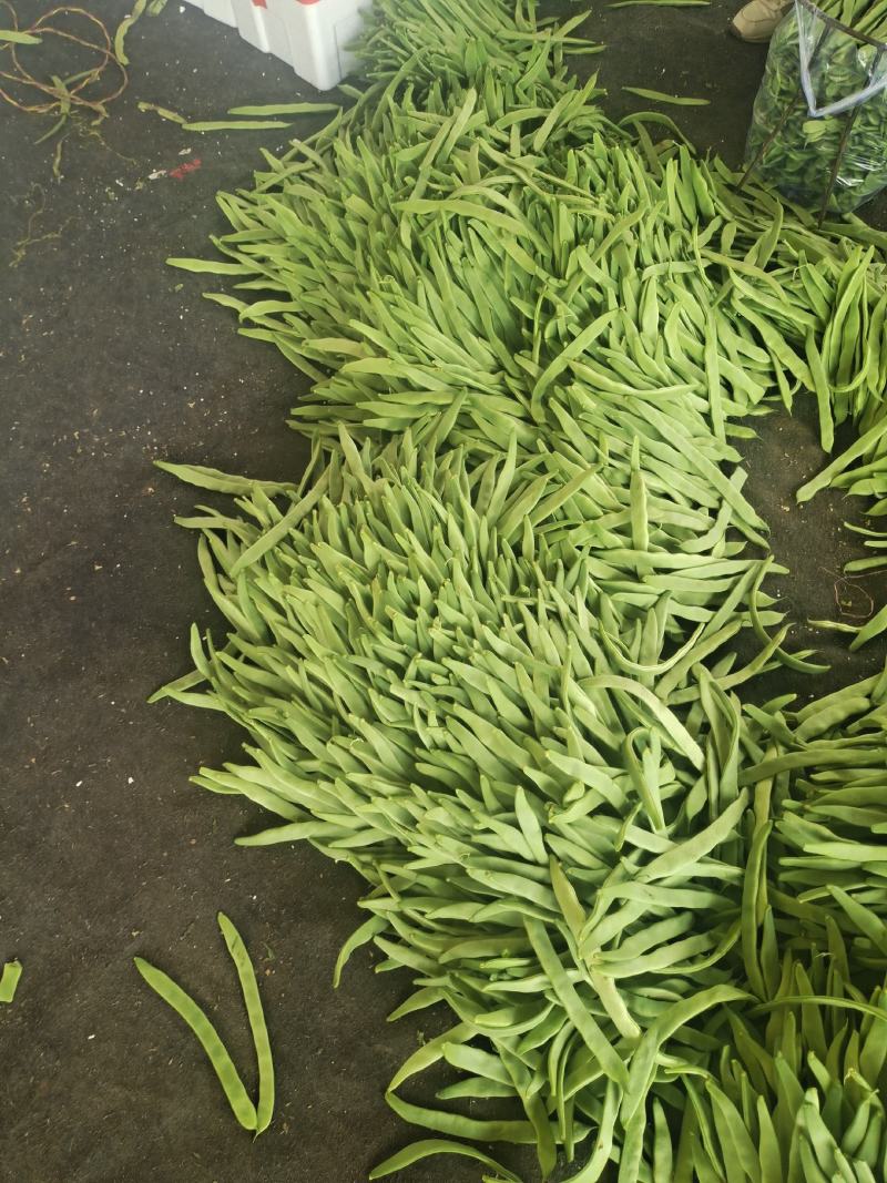 暖棚芸豆大量上市，质量好，价格便宜