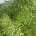暖棚芸豆大量上市，质量好，价格便宜