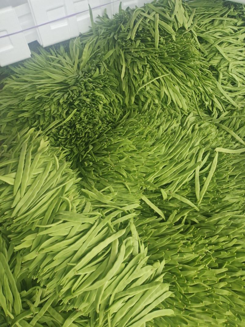 暖棚芸豆大量上市，质量好，价格便宜