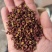 武都产地大红袍配货花椒(伏椒)