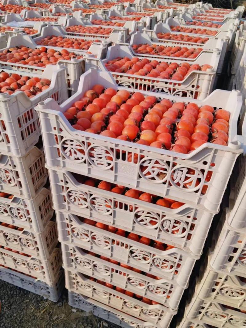 【推荐】精品火罐柿子大量有货，产地供应，欢迎来电咨询联系