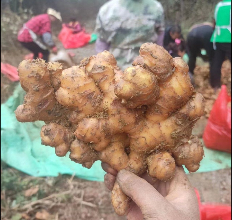 推荐【云南小黄姜】一手货源常年供应电商货市场货