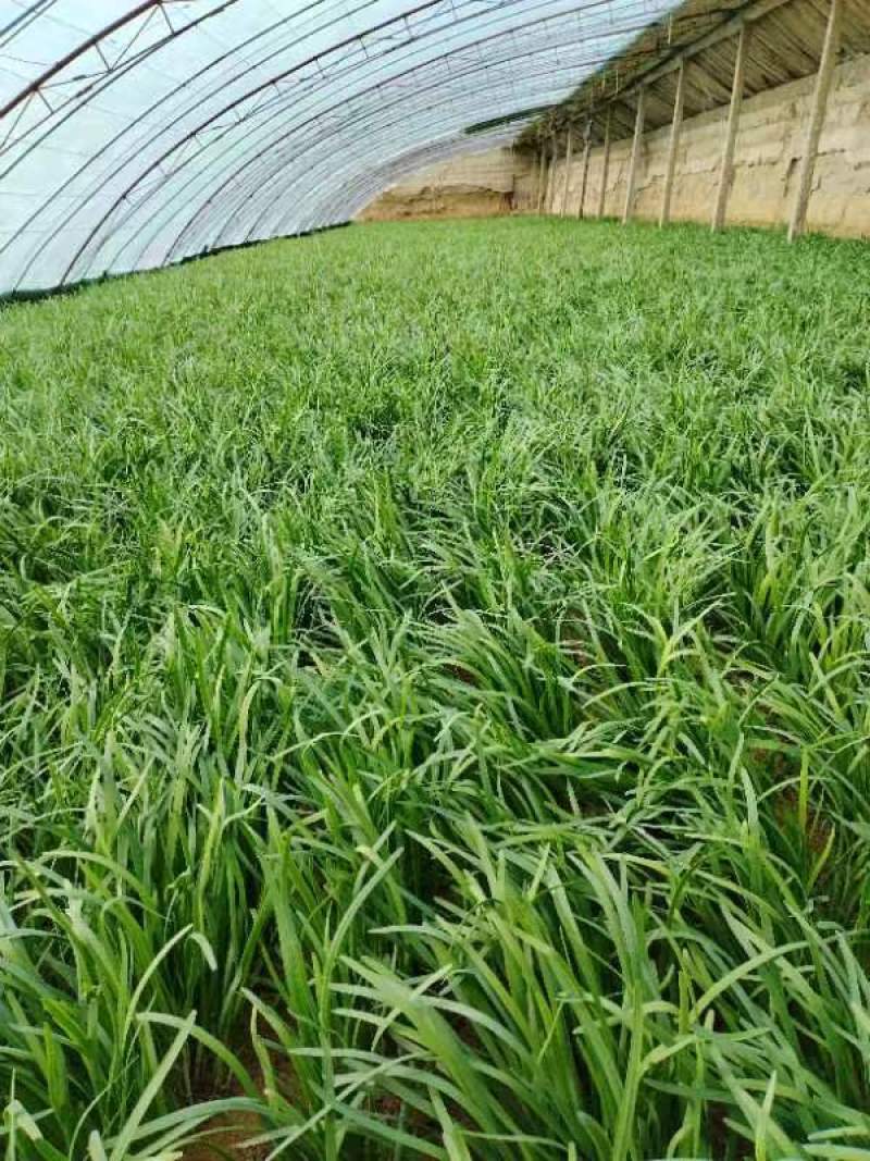 韭菜