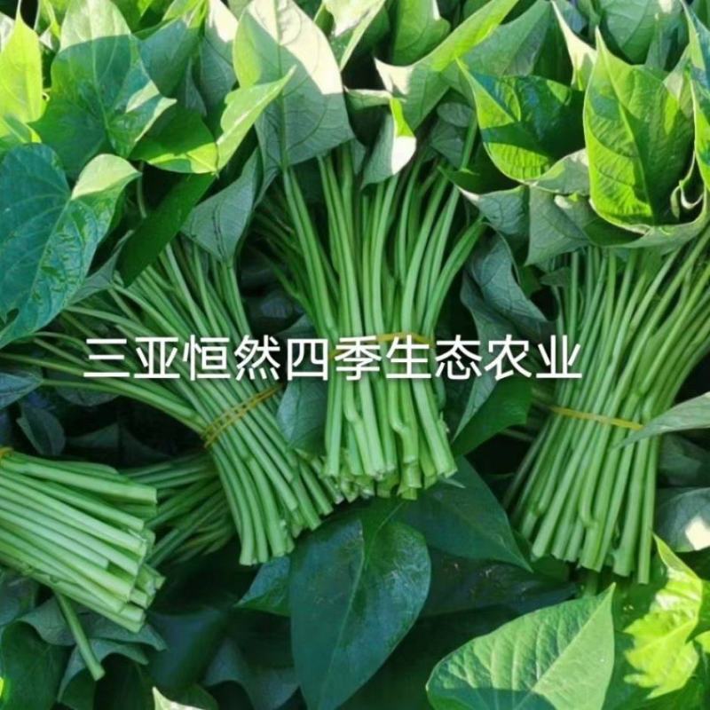 番薯叶