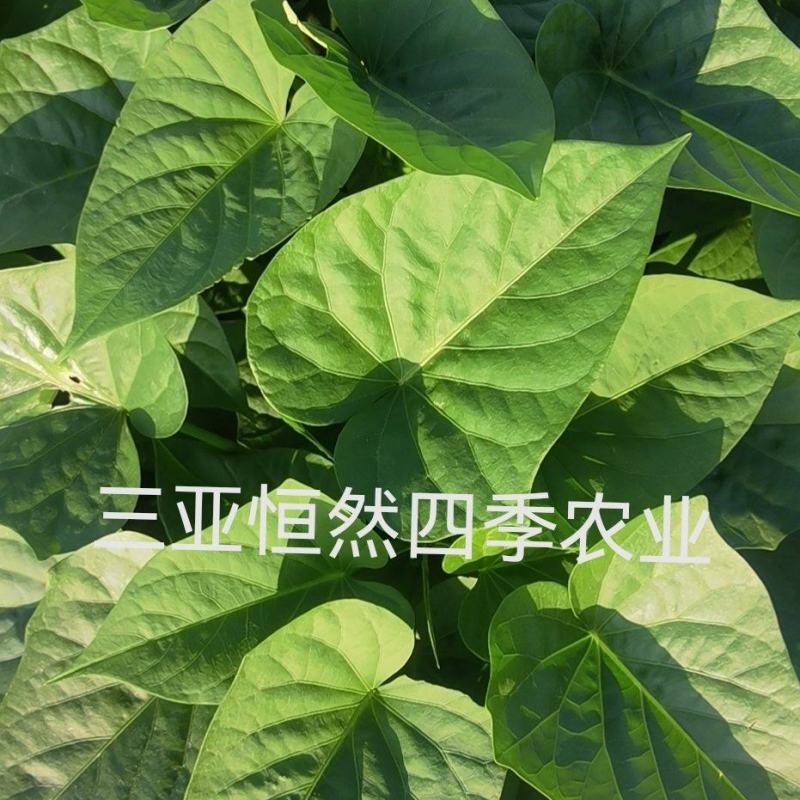 番薯叶