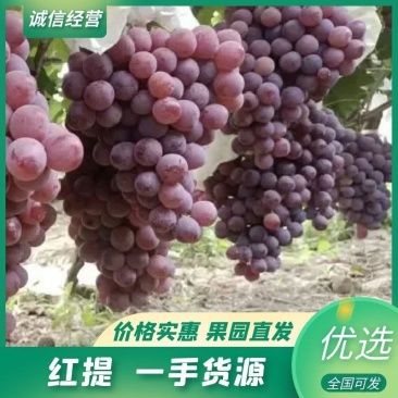 陕西蒲城红提葡萄产地供货一手货源全国发货火热预定中欢迎