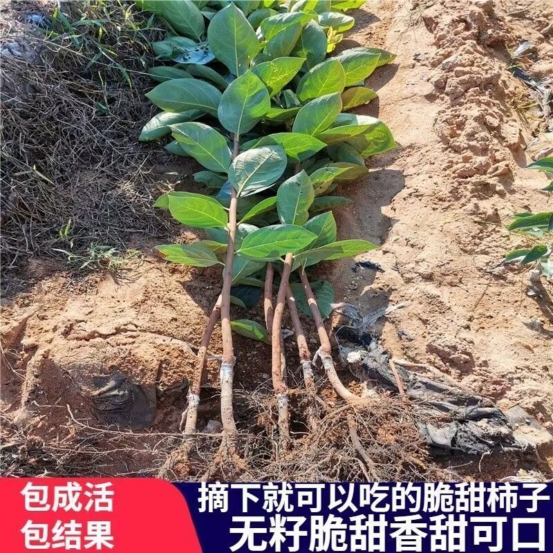 自然脱涩柿子树苗山东无核红如意脆柿王太秋脆甜巧克力黑柿