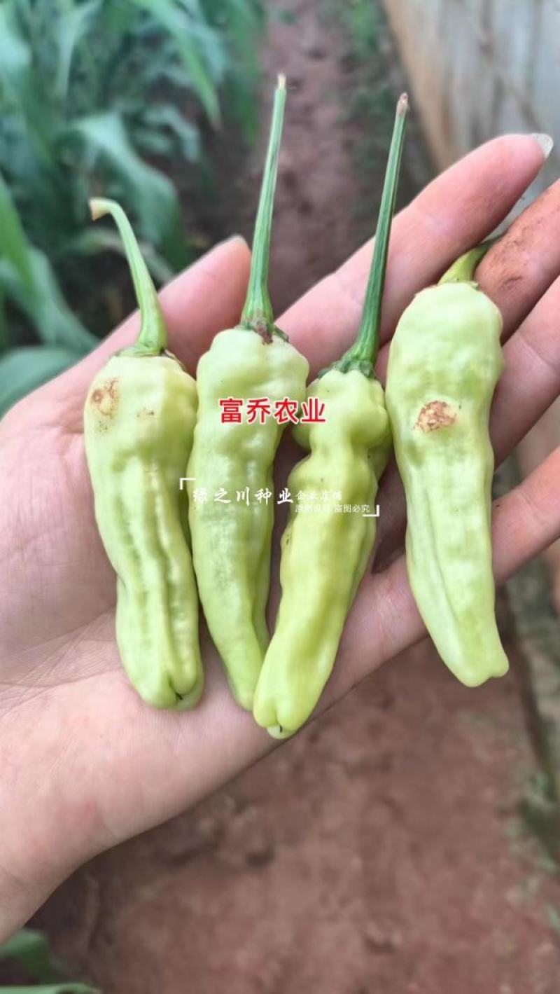 升级版大果小米辣种子黄金甲二号小米辣种籽特大号泡椒种子