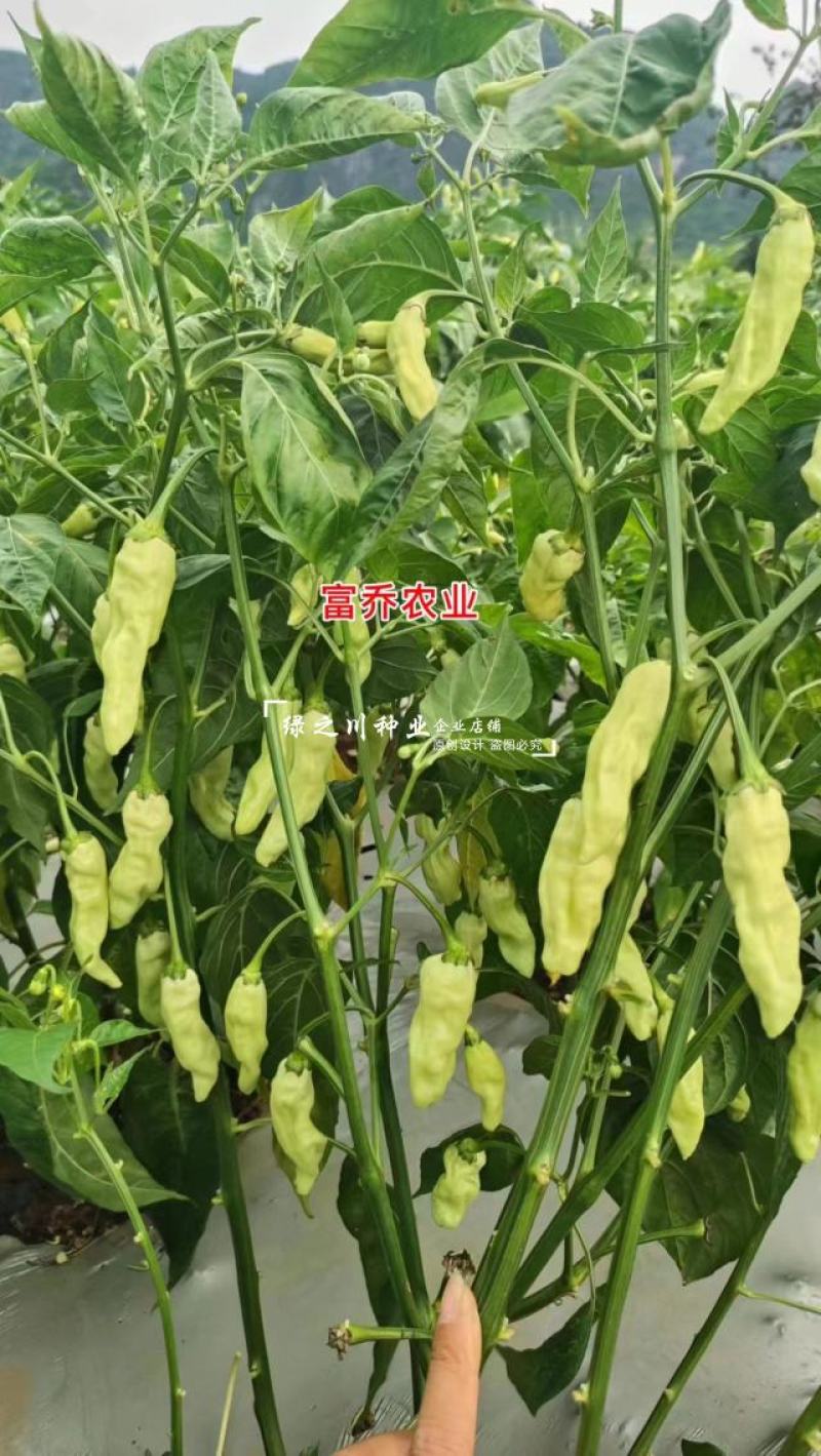 升级版大果小米辣种子黄金甲二号小米辣种籽特大号泡椒种子