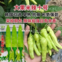 云南热销大果小米辣种子大果米辣十号泡椒种子韩国引进早熟