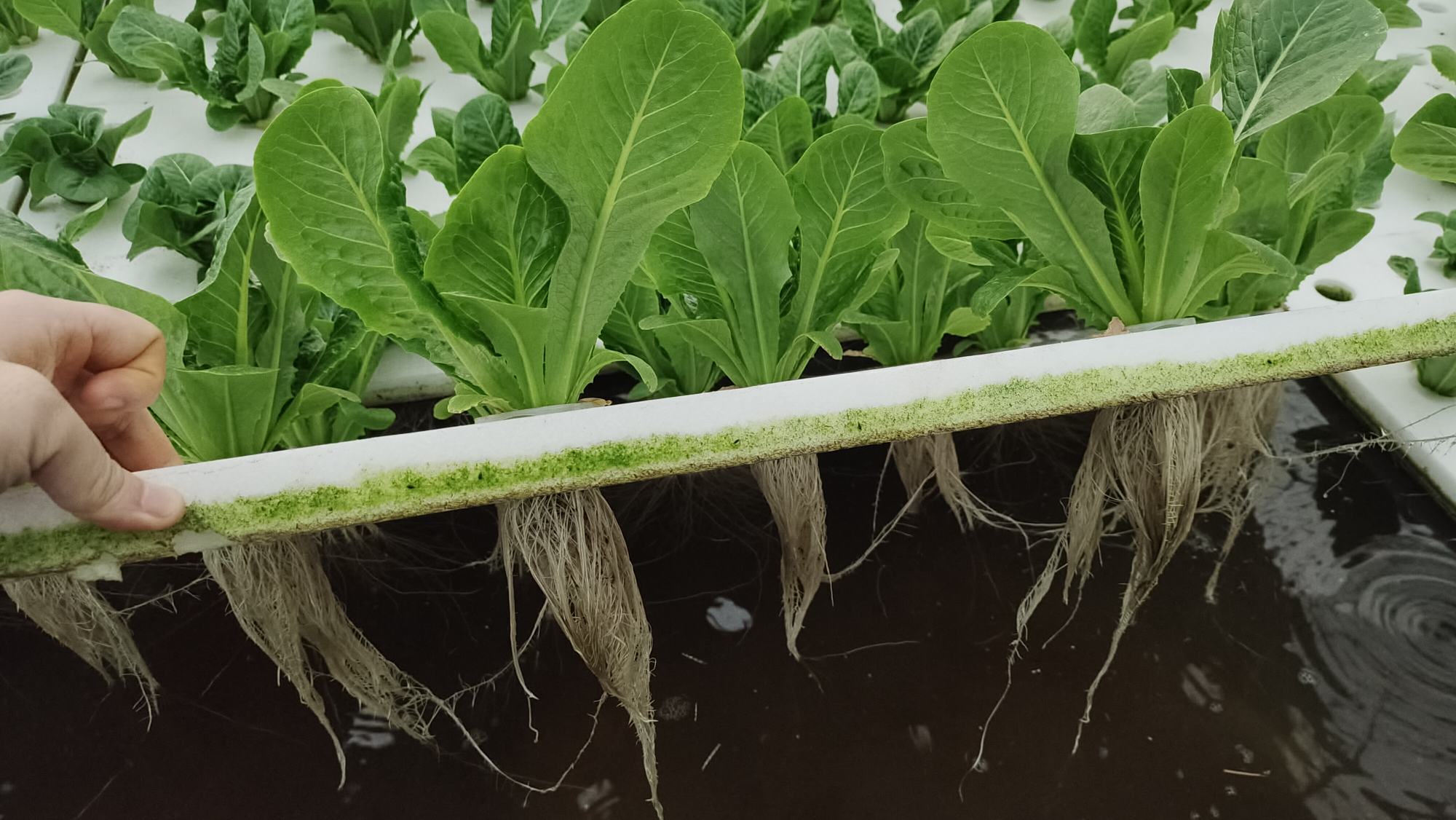 马生菜焯水与控水步骤