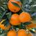 【甄选】甜橙果园看货品尝、议质能价，保质保量，量大从优