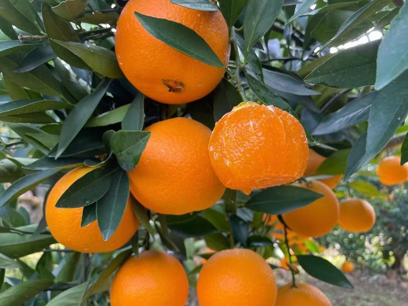 【甄选】甜橙果园看货品尝、议质能价，保质保量，量大从优