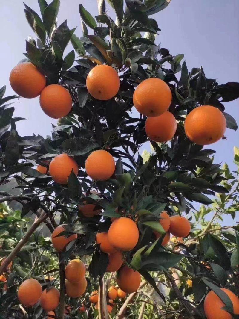 云阳红橙