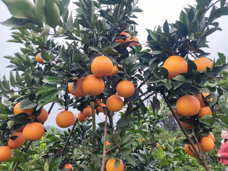 云阳红橙