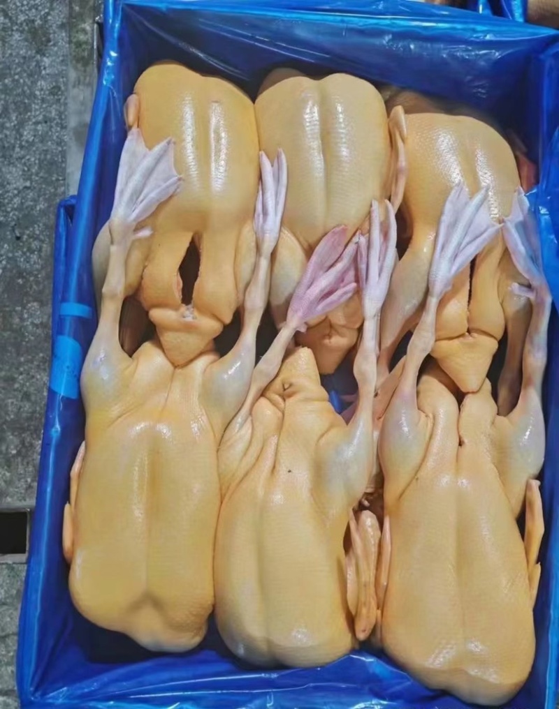 黄皮鸭，大小规格都有货，源头发货，全部新货现货
