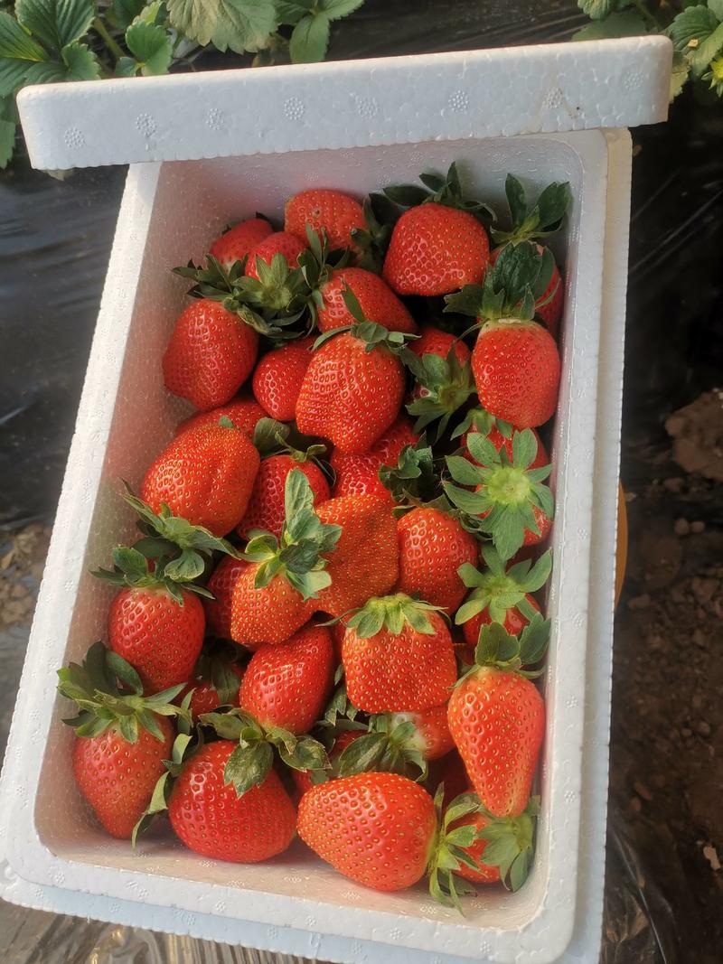 有机草莓无化肥