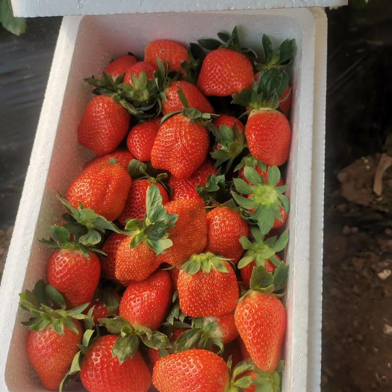 有机草莓无化肥