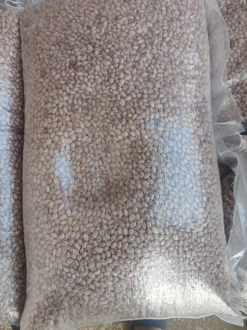 2023年云南精品奶花豆大货供应