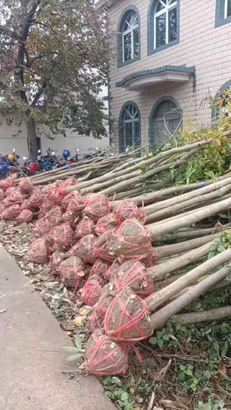 江西无患子品质保证产地直发可视频看货欢迎咨询