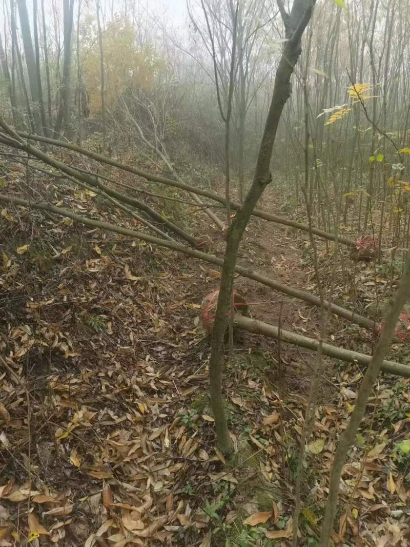 江西无患子品质保证产地直发可视频看货欢迎咨询