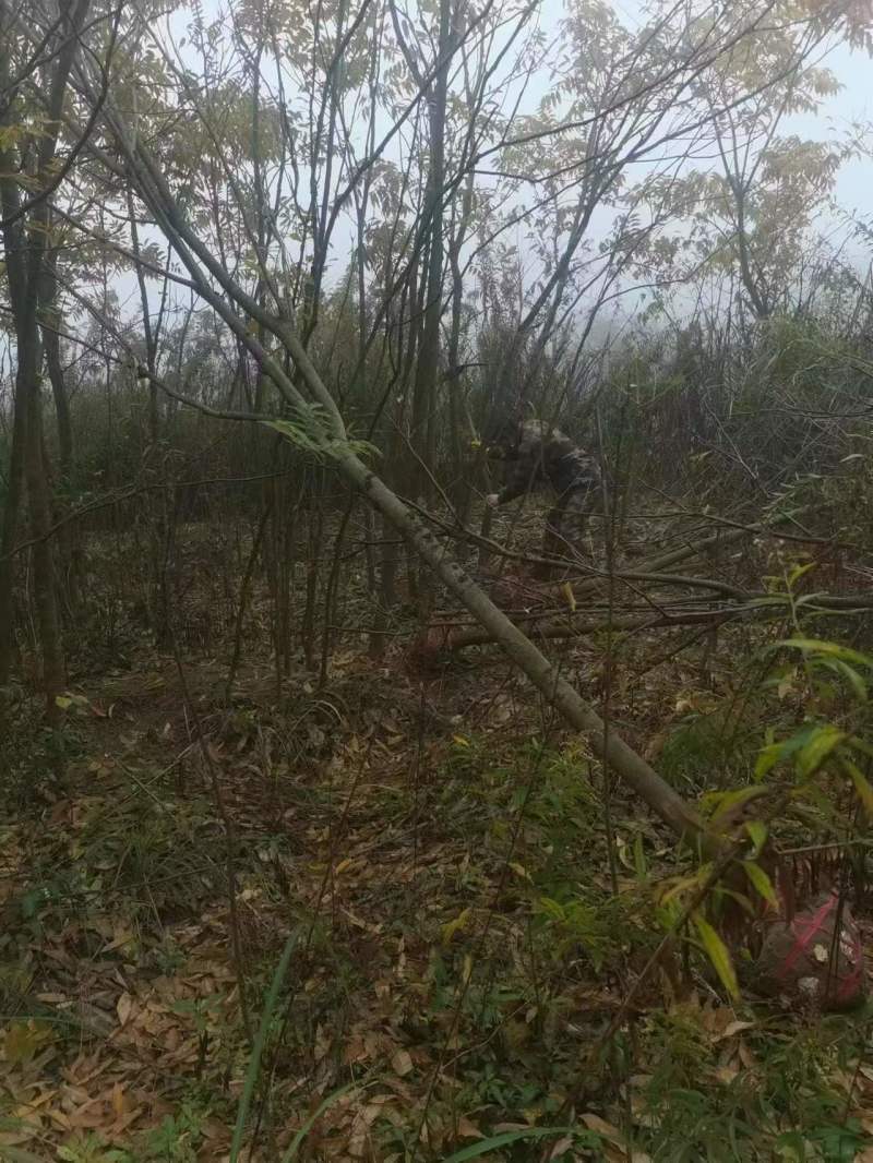江西无患子品质保证产地直发可视频看货欢迎咨询