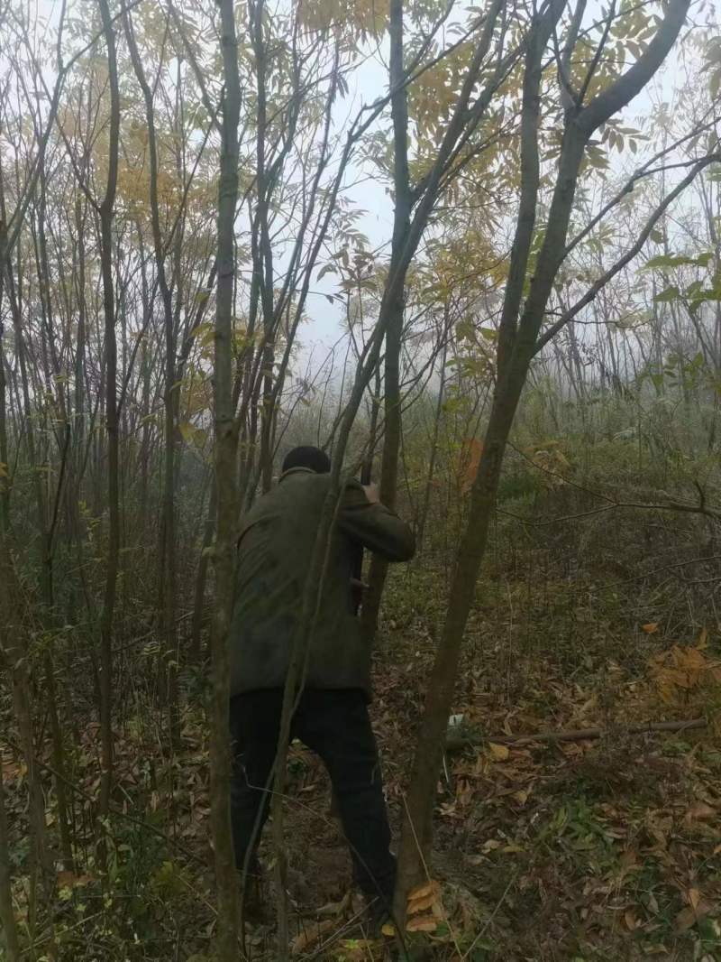 江西无患子品质保证产地直发可视频看货欢迎咨询