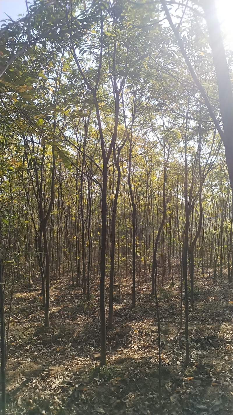 江西无患子品质保证产地直发可视频看货欢迎咨询