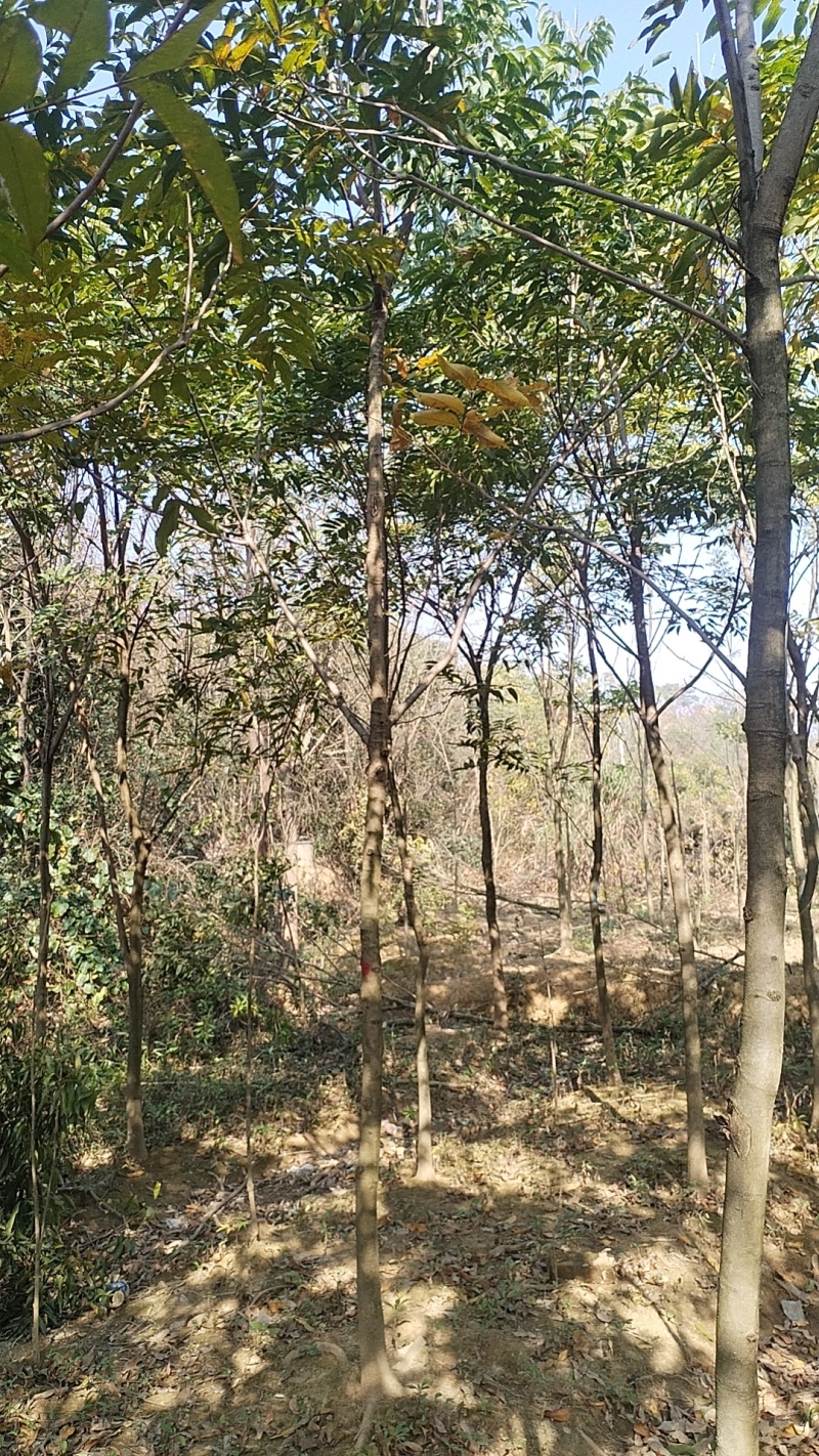 江西无患子品质保证产地直发可视频看货欢迎咨询