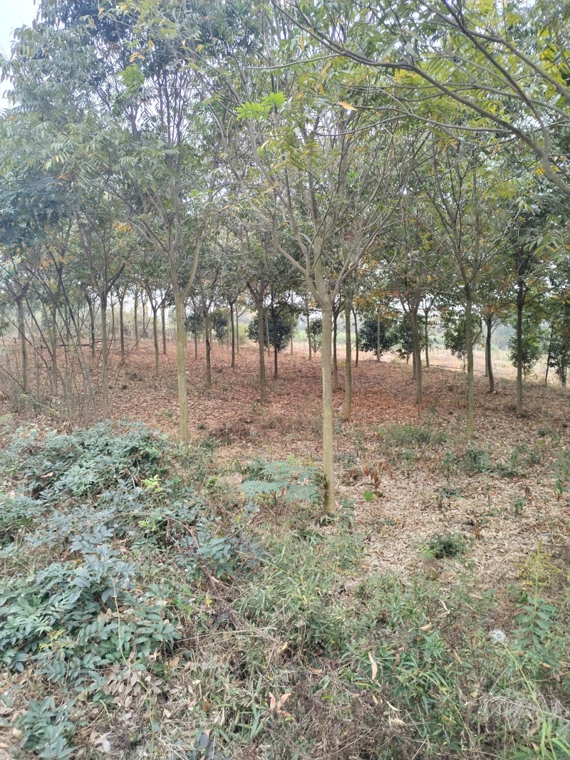 江西无患子品质保证产地直发可视频看货欢迎咨询