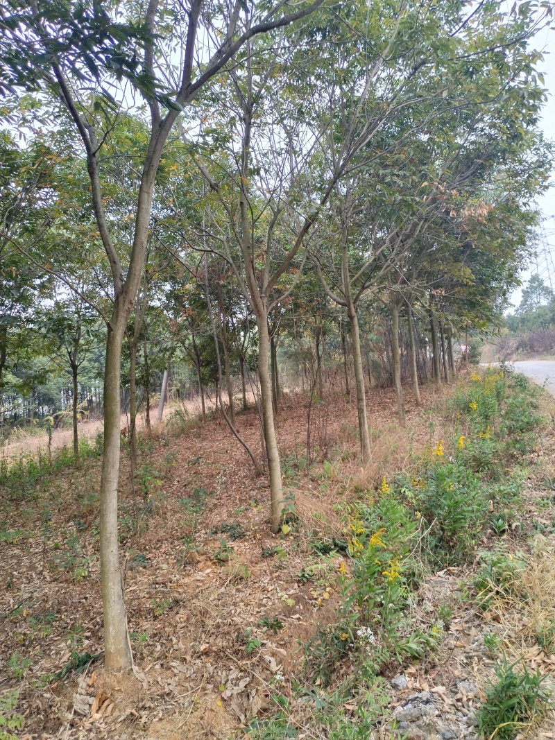 江西无患子品质保证产地直发可视频看货欢迎咨询