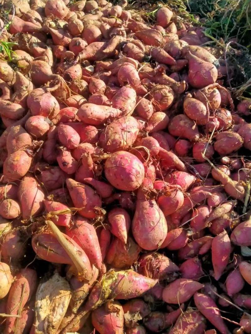糖化过的西瓜红，幺九货源充足