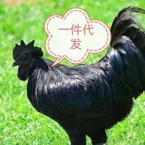 山东养殖基地出售五黑鸡，贵妃鸡，珍珠鸡，芦花鸡下蛋成品鸡