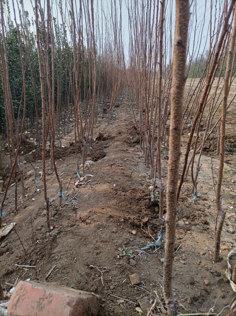 杏树苗珍珠油杏荷兰香蜜杏金太阳凯特