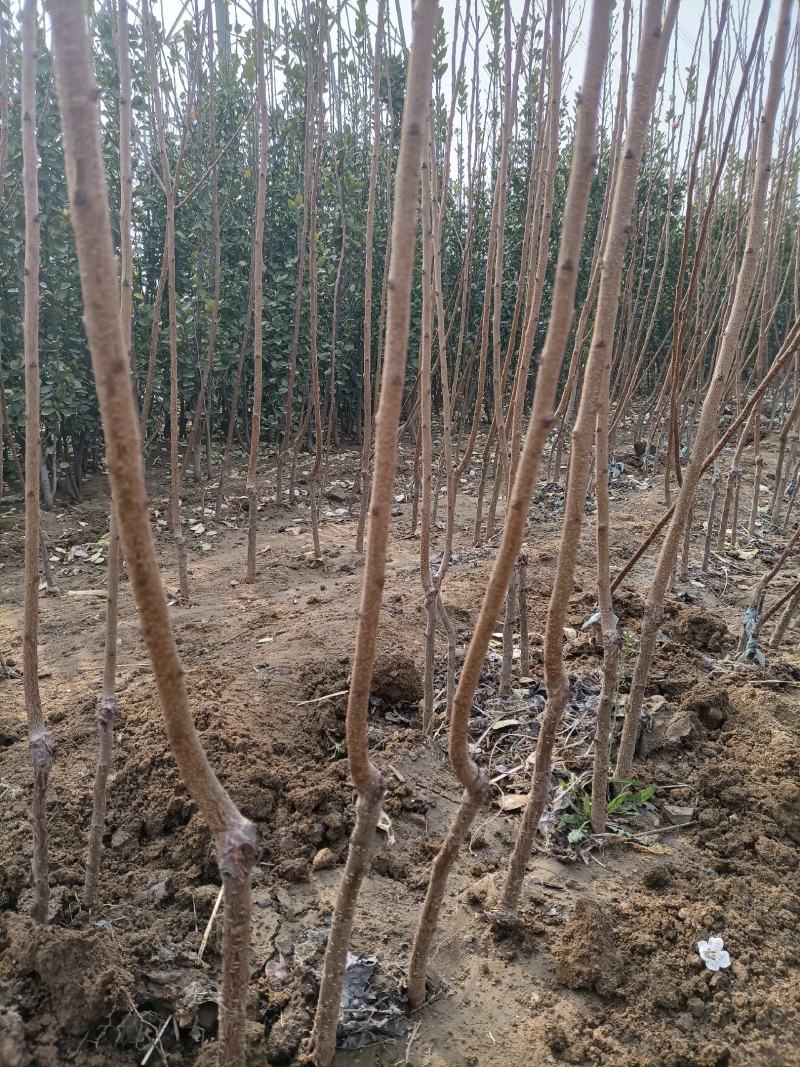 杏树苗珍珠油杏荷兰香蜜杏金太阳凯特