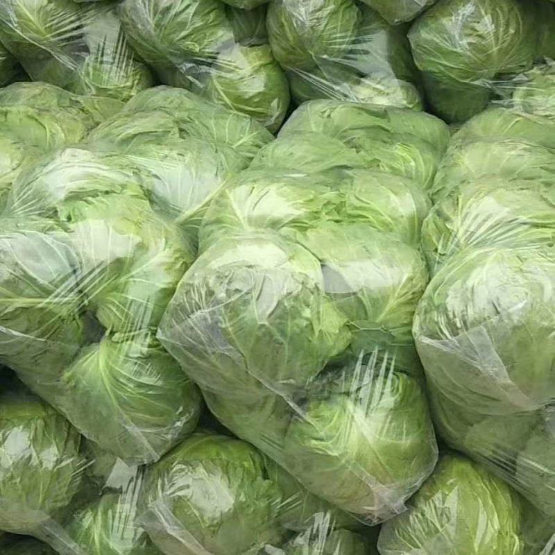 【全年供应】精品甘蓝圆包菜鲜货供应企业商超市场