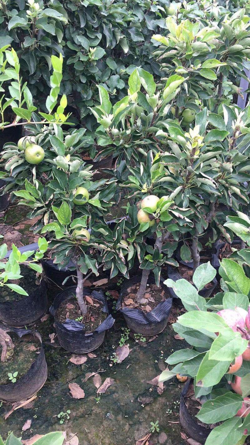 技术指导水桃苹果苗爱妃苹果苗维纳斯苹果苗红富士苹果苗