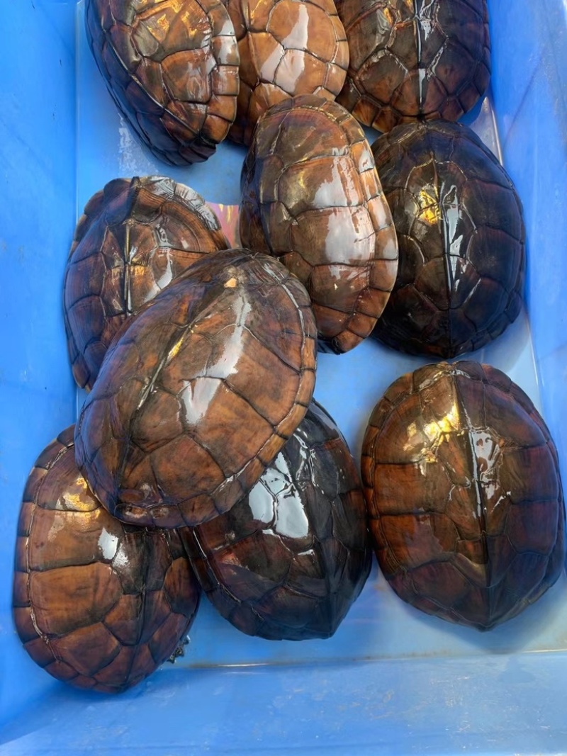 批发南石老骨头，龟健康生猛，2.5斤起，