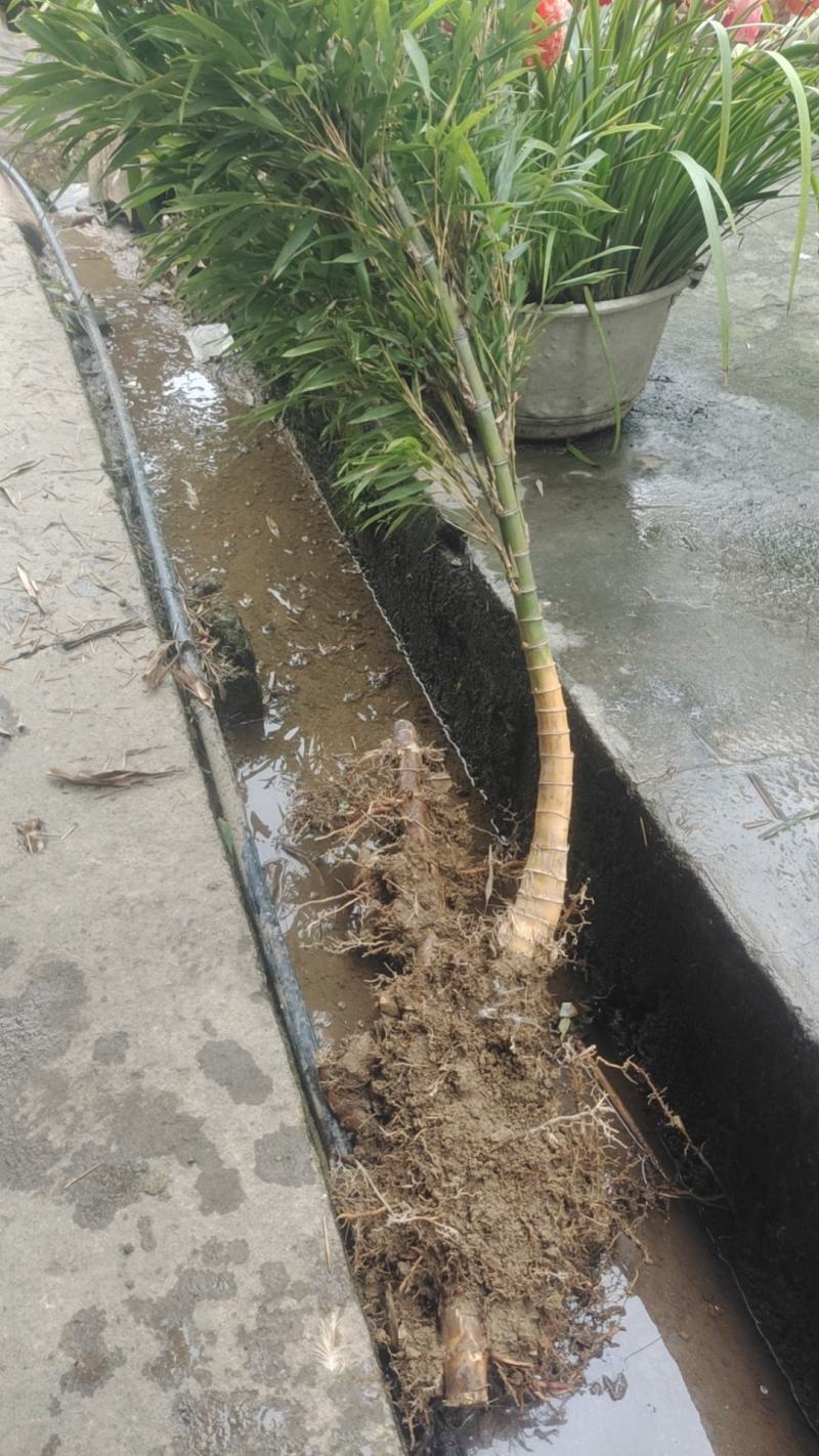 母竹带竹鞭大楠竹楠竹毛竹苗