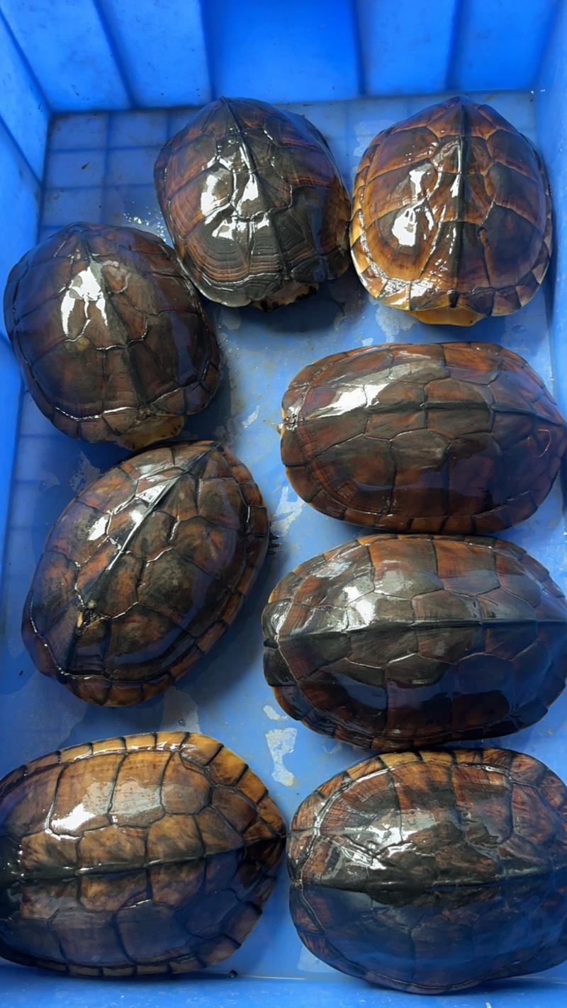 大量批发南石龟，老骨头2斤起，批发价35元一斤