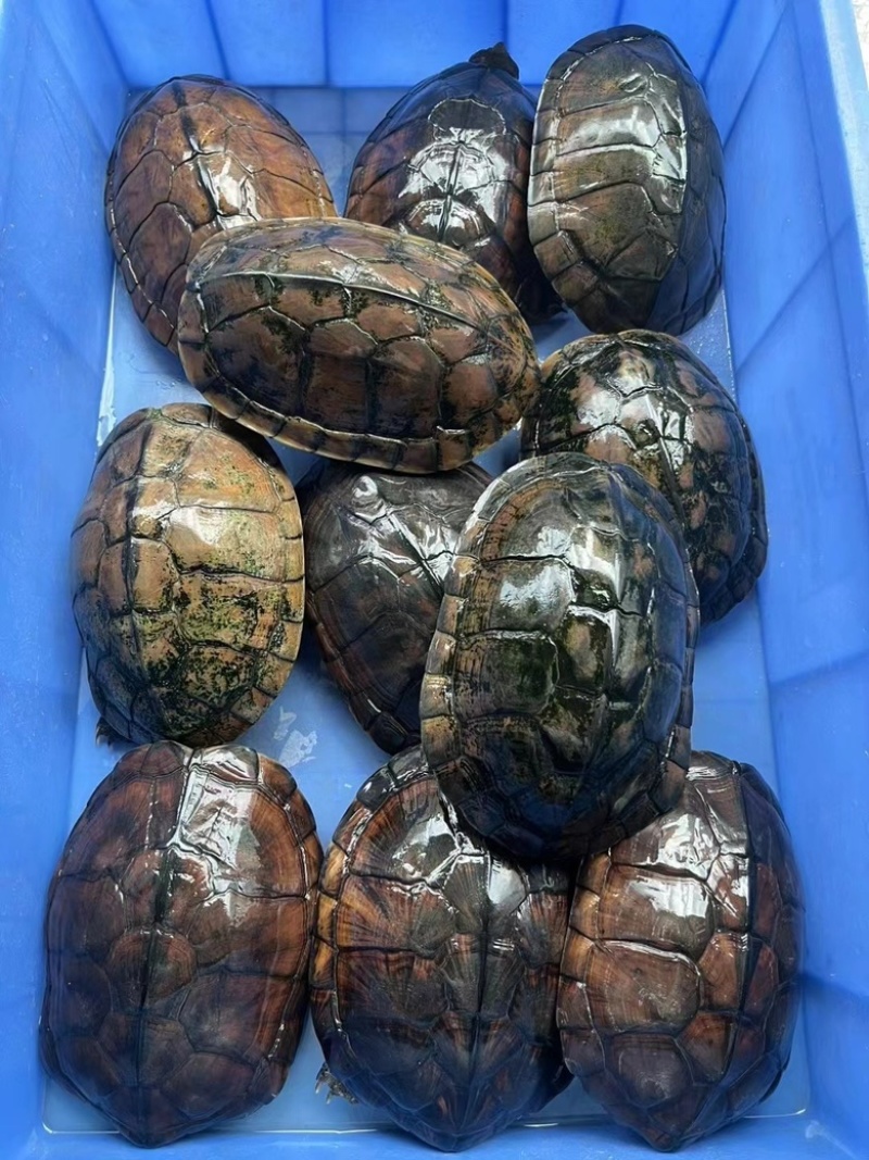 大量批发南石龟，老骨头2斤起，批发价35元一斤