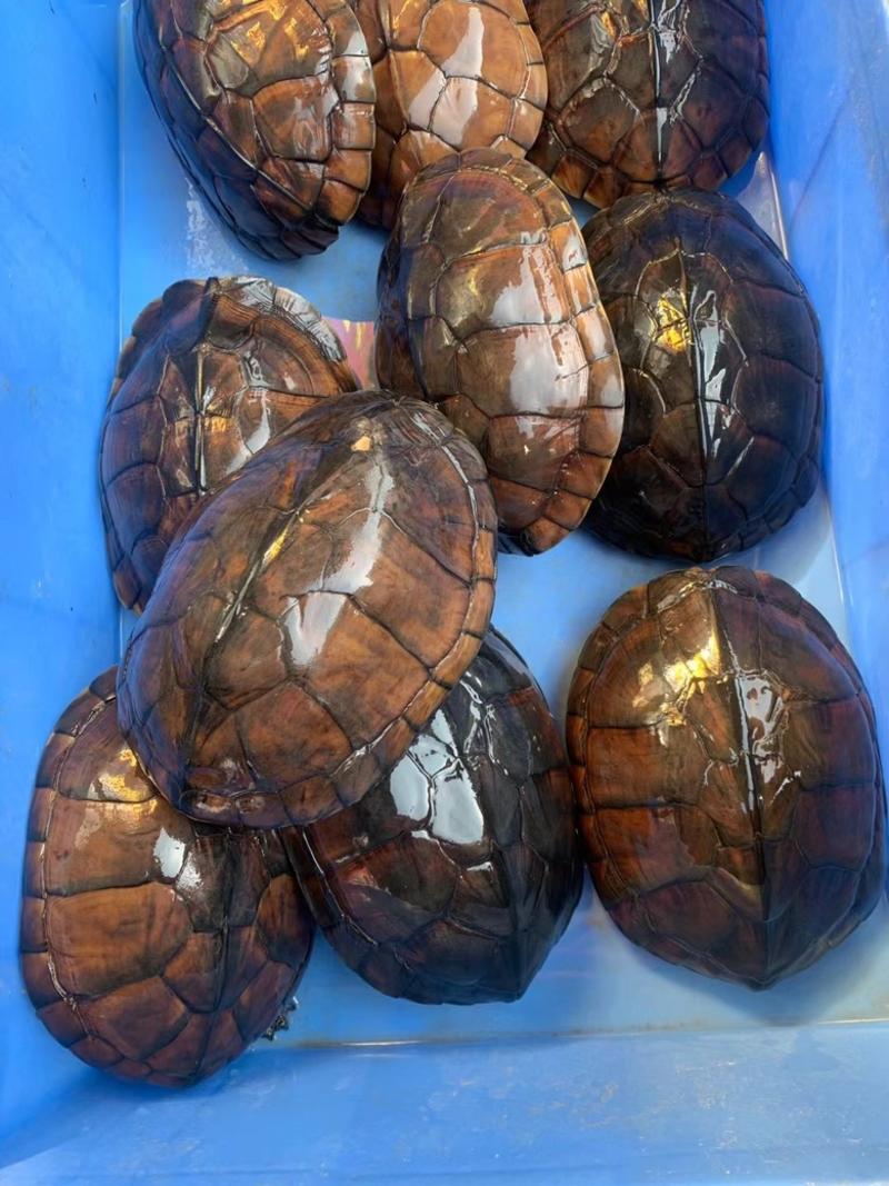 大量批发南石龟，老骨头2斤起，批发价35元一斤