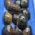 大量批发南石龟，老骨头2斤起，批发价35元一斤