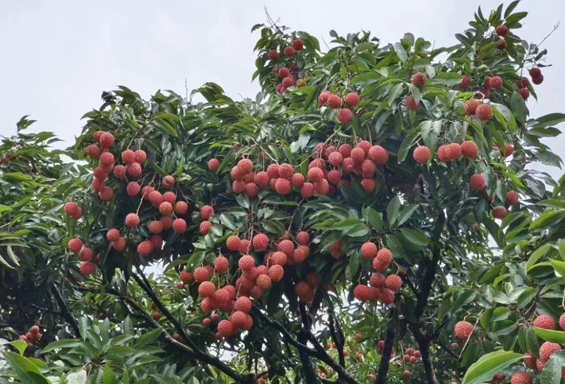 仙进奉冰荔桂味妃子笑无核荔枝等想要的老板快来联系.