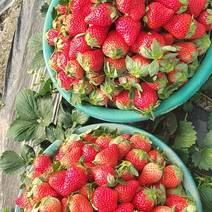 青浦草莓