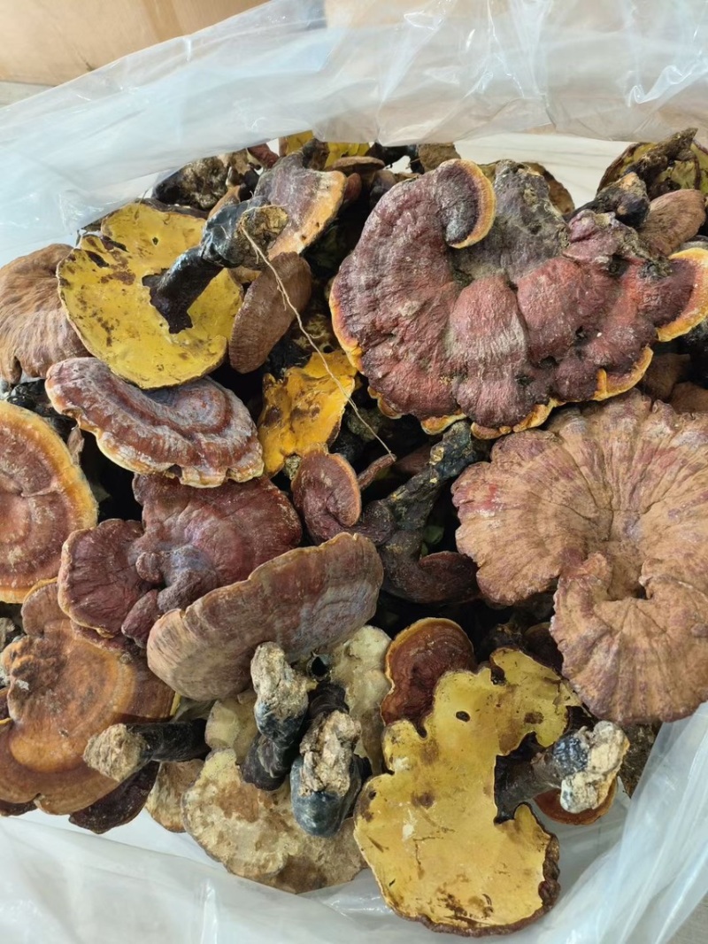 云南野生深山灵芝产地货源大量现货批发
