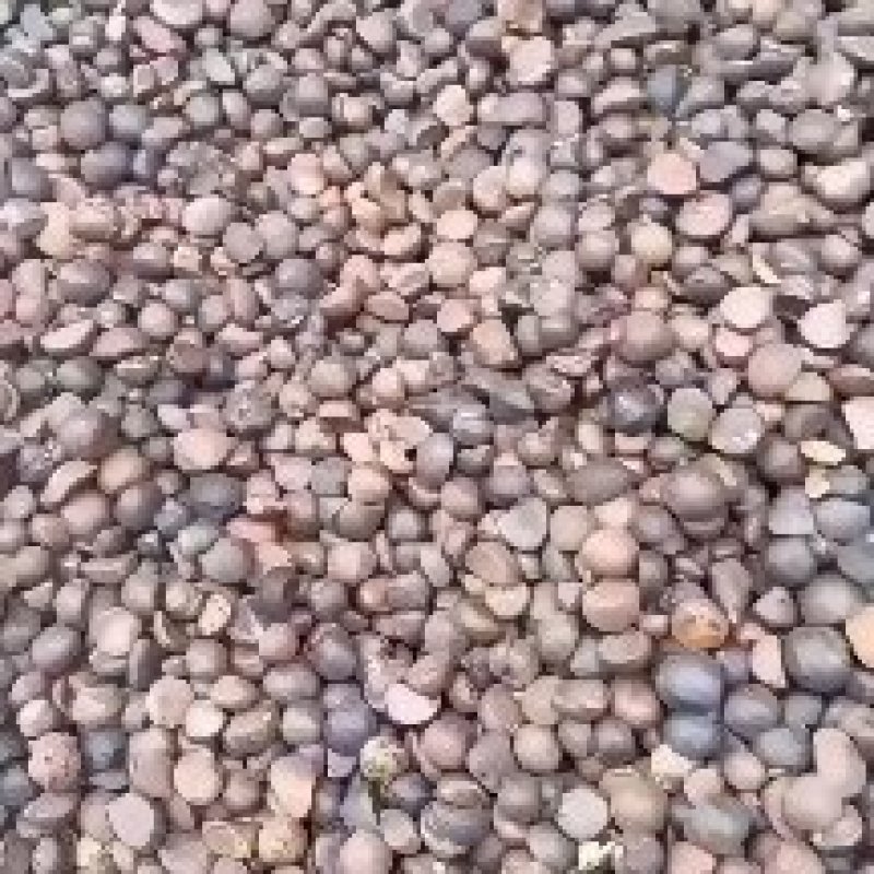野生足干油茶籽/产地直发/品质好需要老板电话联系